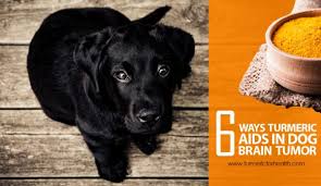 The symptoms can differ depending on the type, location, and stage of the tumor. 6 Ways Turmeric Aids In Dog Brain Tumor