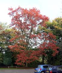 Quercus Rubra Wikipedia