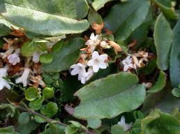 Image result for Aeollanthus repens