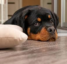 He may or may not have any rottie in him but is a sweet boy who needed an urgent rescue place. 14 Reasons Why You Should Never Own Rottweilers Page 5 Of 5 Petpress Rottweiler Puppy Adoption Rottie