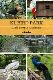It is home to more than 3,000 birds from 200 species all over the. Bird Park Do You Know How Nice The Bird Park In Kuala Lumpur Steemkr