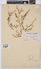 Image result for Vernonia suprafastigiata