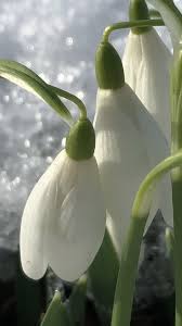 Pin On Plants And Landscape Design