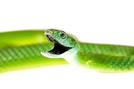 African Green Bush Snake With Its Pitch Black Mouth Africangreenbushsnake Bushsnake Reptile Reptilesofinstagram Snake Colubrid Snake African Instagram