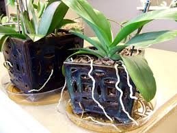 In the wild, rather than sinking their roots into the soil, most orchids normally grow in trees, perched high above the rainforest floor. Repot Orchids For Encore Bloom Performance Msu Extension