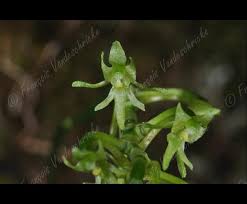 Image result for Angraecopsis parviflora