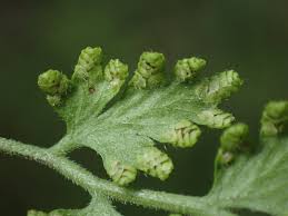 Image result for Lygodiaceae