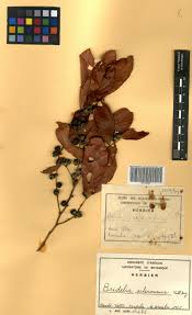 Image result for Bridelia scleroneura