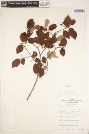 Image result for Grewia trichocarpa