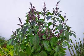 Image result for Ocimum