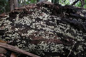 Image result for Chlorosplenium chlora