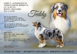 They can be born with nbt (natural bob. Teddy Finished Mystic Highlands Australian Shepherds Facebook