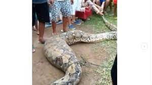 Sengaja kisi2mimpi membahas mengenai mimpi ini tak lain adalah sebab hampir semua orang pernah mengalaminya. Sedang Tebang Pohon Pria Kaget Temukan Ular Piton 9 Meter Perutnya Besar Suara Sumut