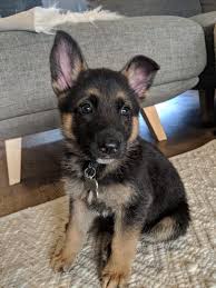 My Older Brother Brought Home A Surprise Reddit Meet Ghost Http Bit Ly 2biopov Cute Animals Cute Animal Pictures Cute Dog Pictures