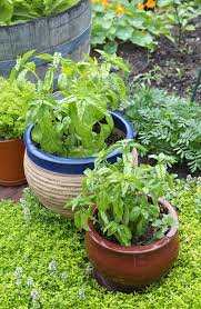 Learn how to successfully grow it in containers with these helpful tips and tricks. How To Grow Basil In A Container Herb Garden Kitchn