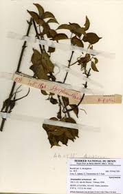 Image result for Strophanthus sarmentosus