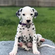 Image result for dalmatian