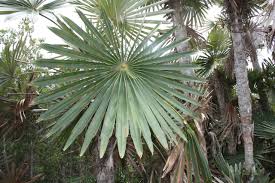 Image result for Coccothrinax