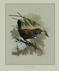 Image result for Monotes hypoleucus