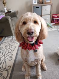 Dog grooming services in Laporte area?