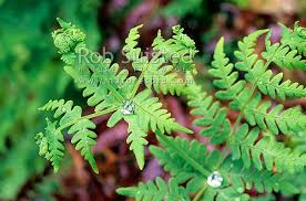 Image result for Histiopteris