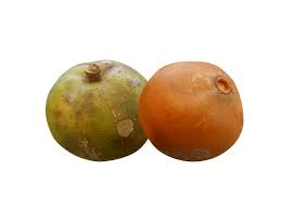 Image result for Uapaca