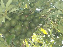 It is possible for an avocado tree to produce 200 to 300 fruit per tree once it is about 5 to 7 years of age. Avocado Large Ripe Fruit Tree Ovulation Signs