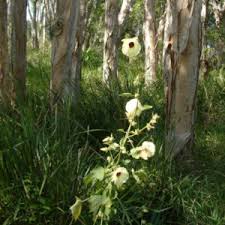 Image result for Hibiscus diversifolius