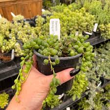 Image result for Senecio