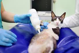 Whether your pet needs a routine. Vet In Sharjah Pet Clinic In Dubai Vet Surgery Grooming Daycare Uae