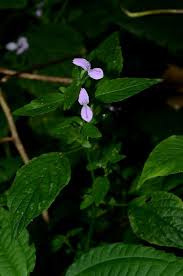 Image result for Hypoestes triflora