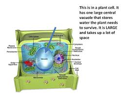 Check spelling or type a new query. Cell Organelles Animal Vs Plant Cells Ppt Download
