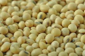 Legume lain yang sering salah dianggap. Varietas Kedelai Yang Cocok Untuk Lahan Masam Artikel Pertanian Terbaru Berita Pertanian Terbaru