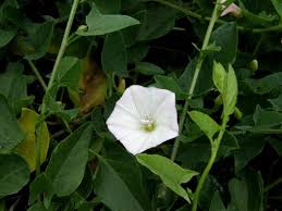 Image result for Convolvulus aschersonii