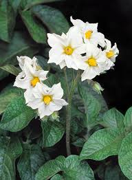 Image result for Solanum tuberosum