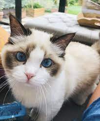 Benjamin Button Swift Taylor Swift Cat Cat Breeds Taylor Swift