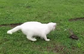 Image result for Robert John Tischner