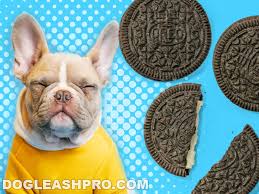 Read on for some hilarious trivia questions that will make your brain and your funny bone work overtime. Can Dogs Eat Oreos Dog Leash Pro