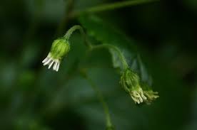 Image result for Adenostemma viscosum