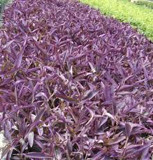 Image result for Tradescantia pallida
