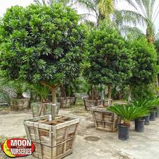 These beautiful trees do not seem to tolerate the winter's when we have severe low temps. Pin On Outdoorsy