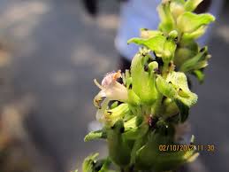 Image result for Platostoma montanum