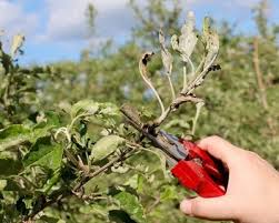 Powdery mildew is one of the easier plant diseases to identify, as its symptoms are quite distinctive. Powdery Mildew How To Treat And Get Rid Of Powdery Mildew Garden Design