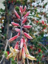Image result for Eulophia hereroensis