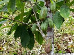 Le Cacaotier Arbre A Chocolat Arbre A Chocolat Arbre Theobroma Cacao