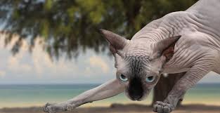 Some of the very first documentation of humans and cats together date back to ancient egypt when cats were also their guardians. 70 Cat Trivia Quiz Questions And Answers Hubpages