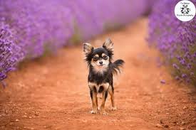 Animal Dog Photography Bridestowe Lavender Estate Tasmania Deb Sulzberger Dog Photography Animals Lavender Roses Garden