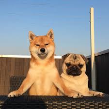 八哥犬和柴犬一起拍照 這臉型對比看著也太喜感了 dog time 可愛すぎる動物 かわいい動物の赤ちゃん おかしな動物