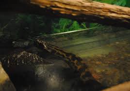 Produse/servicii oferite de gradina zoologica. Baia Mare Un Sarpe Anaconda Face Furori La GrÄdina ZoologicÄ Maramedia
