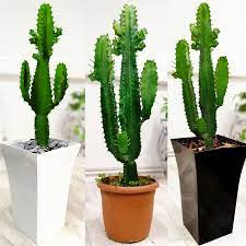 1 Mature Euphorbia Ingens Cowboy Cactus In Pot House Indoor Plant 45 70cm Tall Ebay